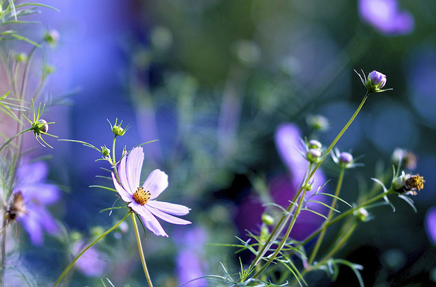 Объектив Samyang 85mm f/1.4 Aspherical для Nikon